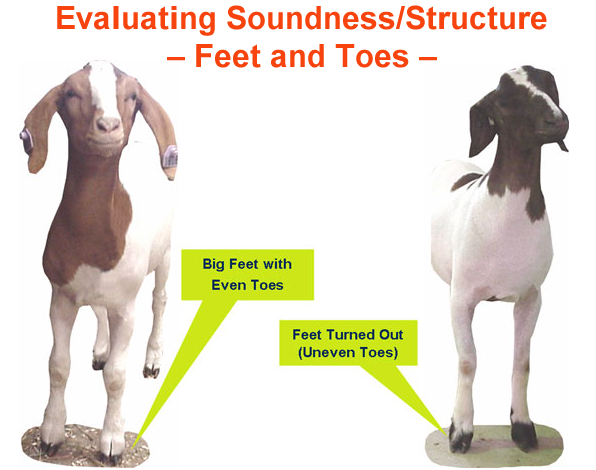 Evaluating Soundness Structure Feet and Toes