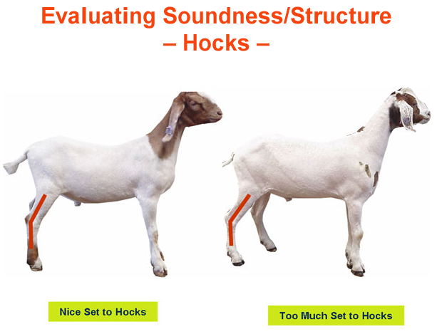 Evaluating Soundness Structure Hocks