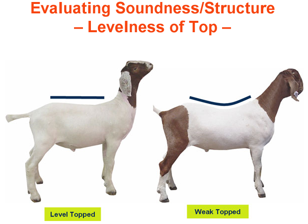 Evaluating Soundness Structure Levelness of Top