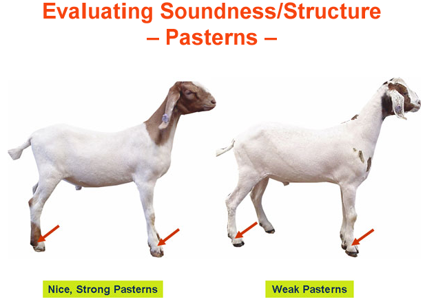 Evaluating Soundness Structure Pasterns