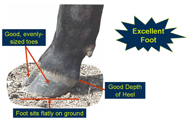 Evaluating structure excellent foot qualities