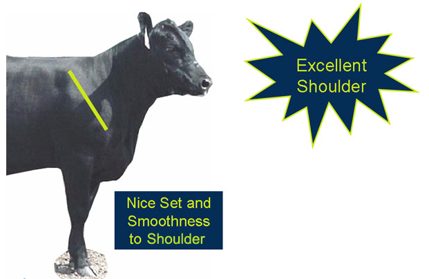 Evaluating structure excellent shoulder