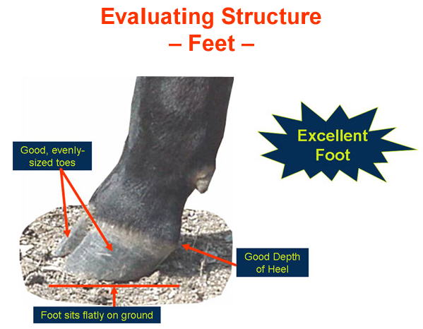 Evaluating Structure Feet Excellent Foot