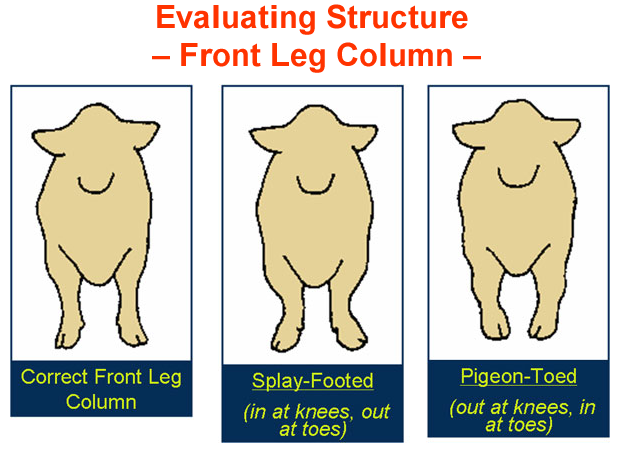 Evaluating Structure - Front Leg Column