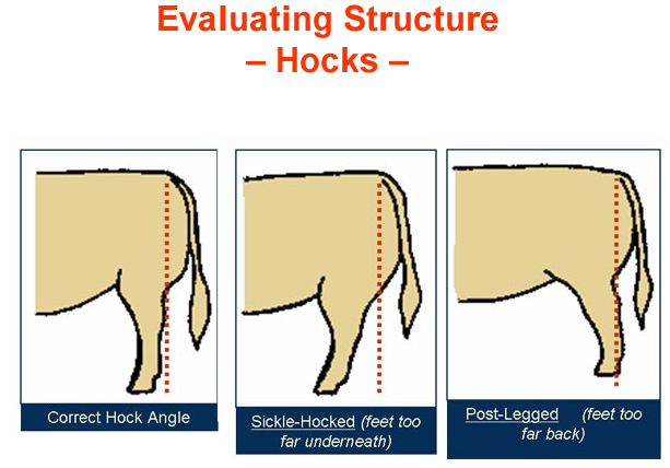 Evaluating Structure Hocks Correct, Sickle, Post Legged