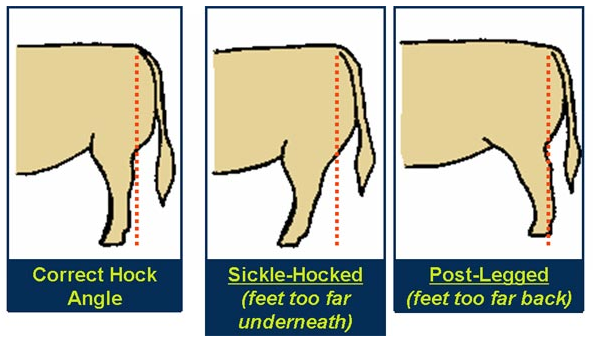 Evaluating structure hocks correct sickle post