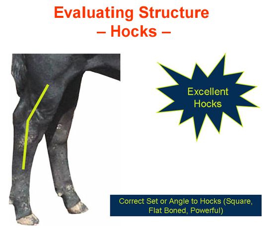 Evaluating Structure Hocks - Excellent Hocks
