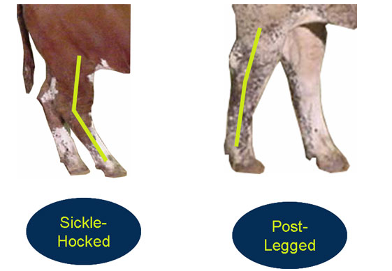 Evaluating structure hocks sickle post legged