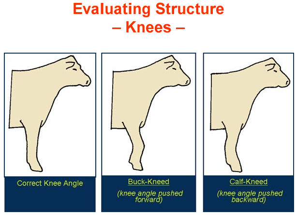 Evaluating Structure Knees - Correct, Buck, Calf