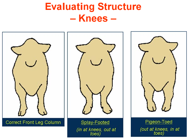 Evaluating Structure Knees Correct, Splay Footed, Pigeon Toed