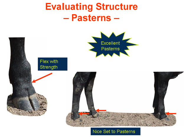 Evaluating Structure Pasterns - Excellent Pasterns