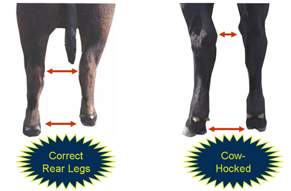 Evaluating structure rear leg column correct cow hocked