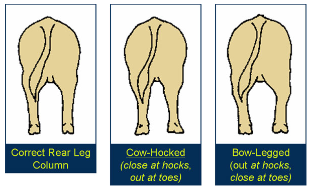 Evaluating structure rear leg column