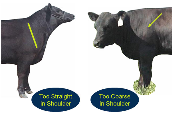 Evaluating structure shoulders too straight too coarse
