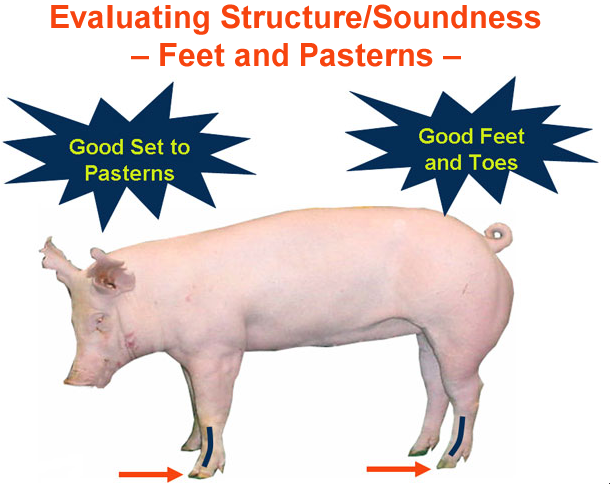 Evaluating Structure / Soundness: Feet & Pasterns - Good Set to Pasterns; Good Feet & Toes