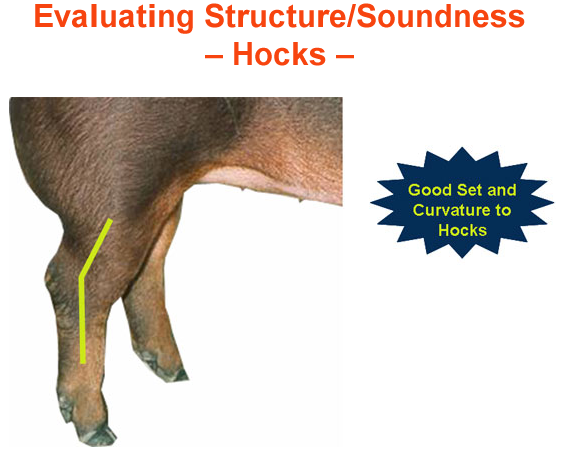 Evaluating Structure Soundness Hocks Good Set Curvature