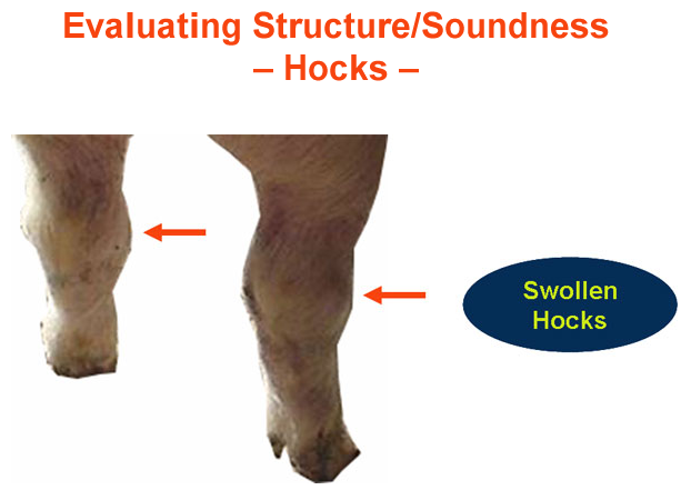 Evaluating Structure Soundness Hocks Swollen Hocks