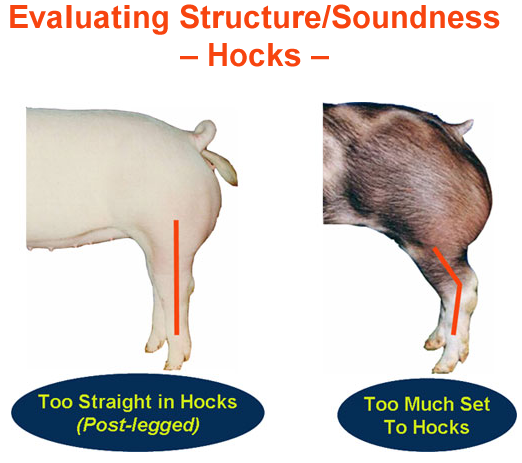 Evaluating Structure Soundness Hocks Too Straight, Too Much Set
