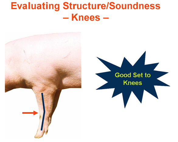 Evaluating Structure Soundness Knees Good Set to Knees