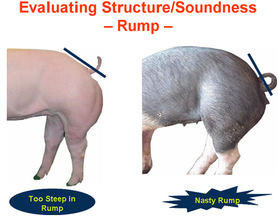 Evaluating Structure Soundness Rump Too Steep Nasty