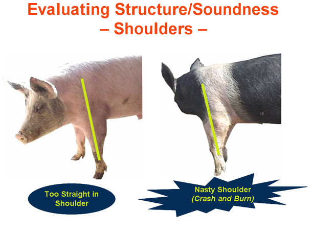 Evaluating Structure Soundness Shoulders Too Straight Nasty