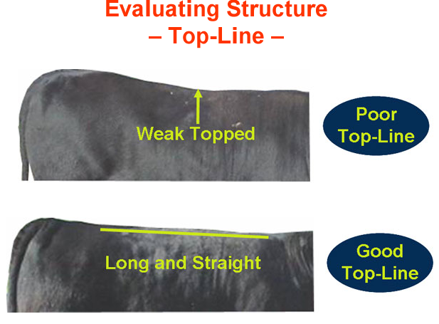 Evaluating Structure Top Line Poor vs Good