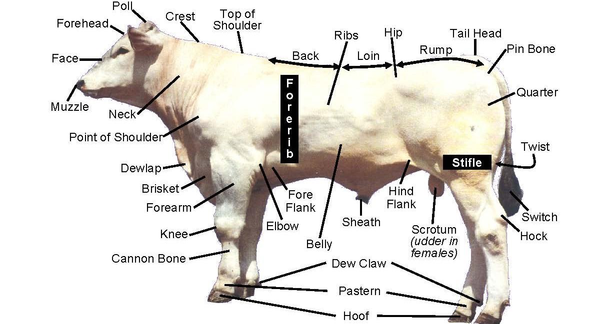 Beef Cattle Discovery - Parts | Animal & Food Sciences