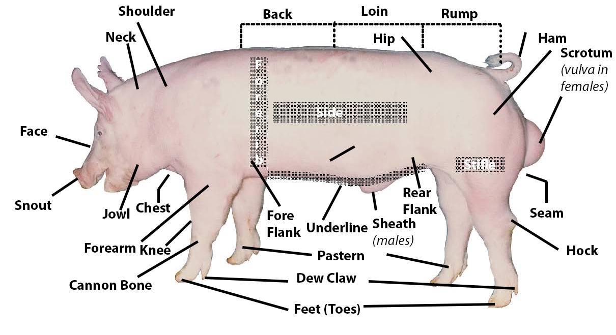 Swine with parts labeled