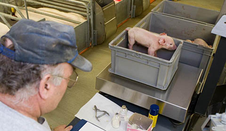 Swine research picture