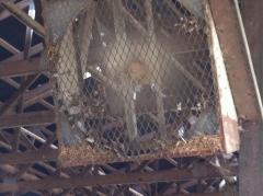 Picture 3. Dirty fans