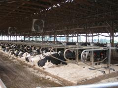 Picture 5. Not enough fans over freestalls.