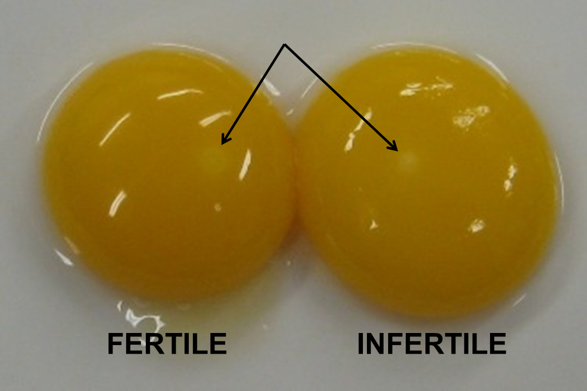 Fertile vs. infertile eggs