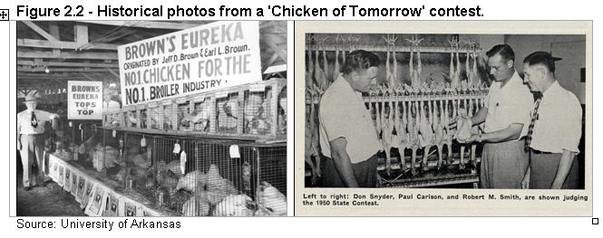 Figure 2.2 - Historical photos from the 'Chicken of Tomorrow' contest