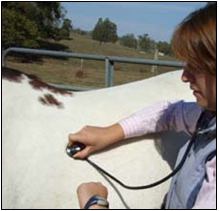 Figure 11. Measuring respiratory rate over the lung area of the horse.