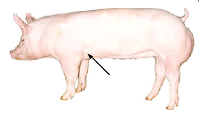 Fore Flank