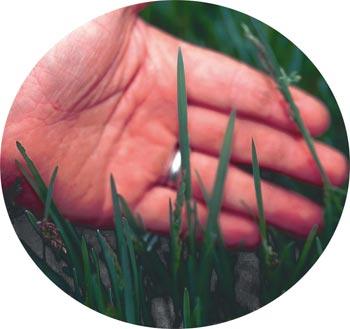 Kentucky Bluegrass