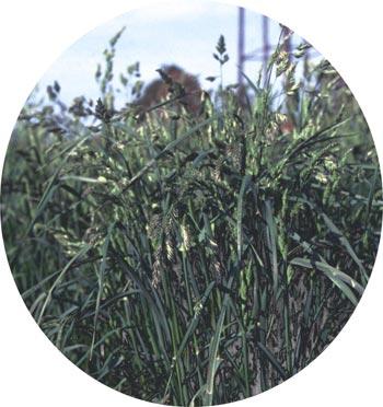 Orchardgrass