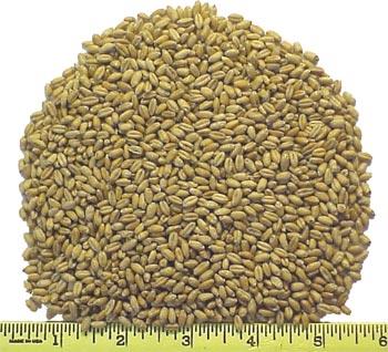 Whole Triticale