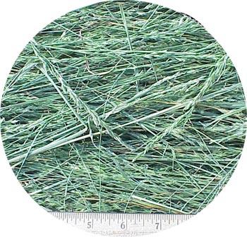 Tall Fescue