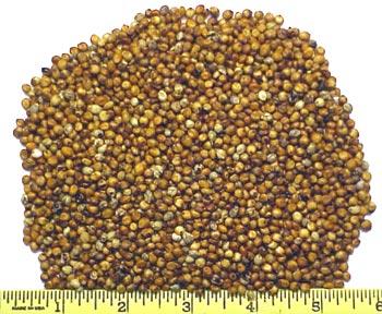 Whole Milo (Grain Sorghum)
