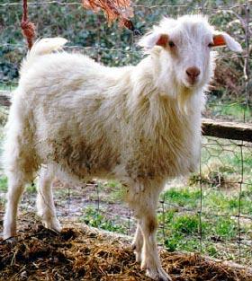 American Cashmere goat