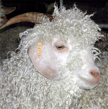 Angora Goat picture