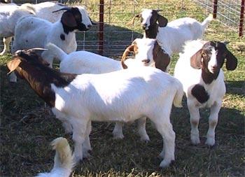 Boer goats