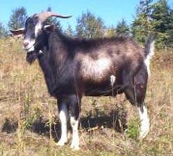 Kiko goat picture