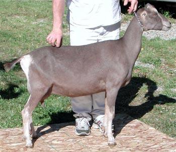 Lamancha goat
