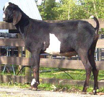 Nubian goat