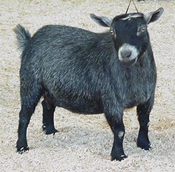 Pygmy Goat picture
