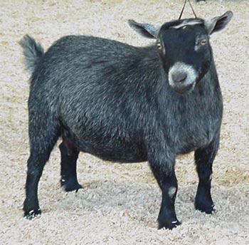 Pygmy goat