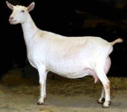 Saanen goat