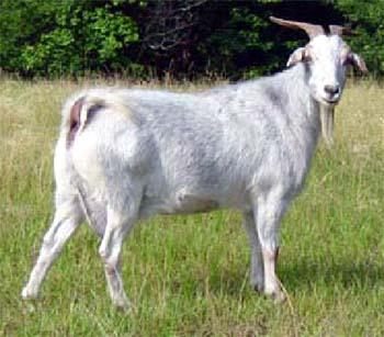 Tennessee Fainting goat